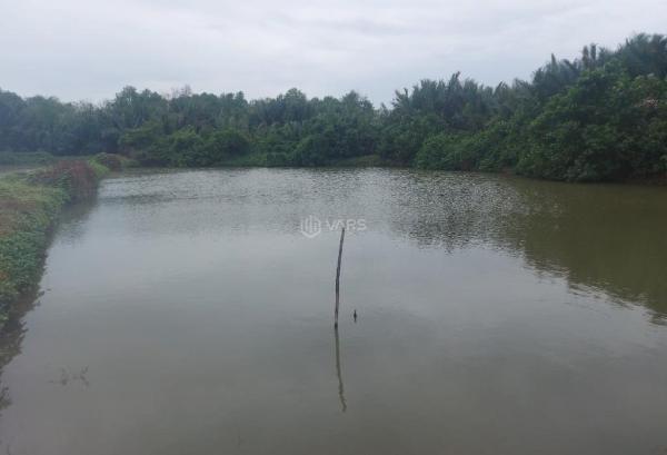 Đất 💥 lúa 1300m2 mt sông vàm cỏ xã tân chánh giá rẻ 550tr