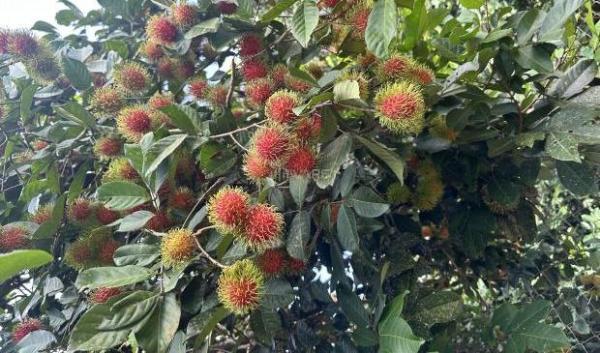 Cần bán Khác 1500m²