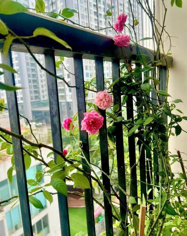 <mark style="background-color: transparent; font-weight: 400; ">Bán gấp giá rẻ chung cư hh linh đàm 46m, tầng 31, mặt tiền 5m, 👍 2.85 tỷ,hoàng mai</mark>