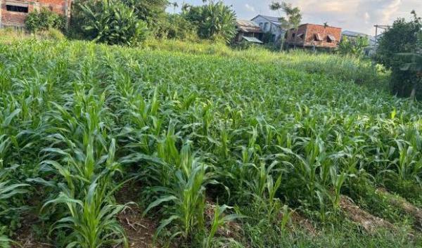 Bán Đất nền riêng lẻ 300m²