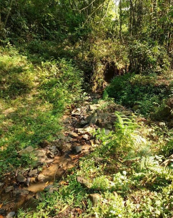 Chuyển nhượng 50 ha đất rừng sản 🏡 xuất làm dự án nghĩ dưỡng hòa bình