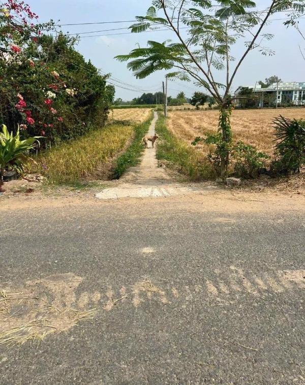 Chủ cần bán Đất nền riêng lẻ 100m²