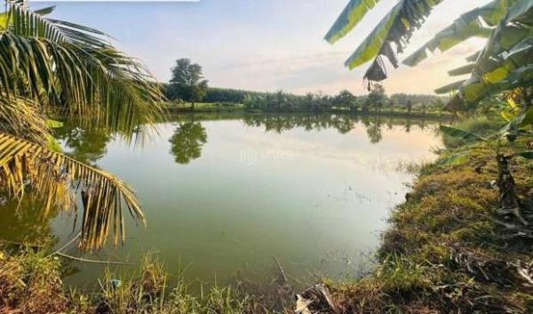 Cho thuê gấp 2 mẫu đất 🏘️ thiện tân vĩnh cửu giá 100tr/1 năm