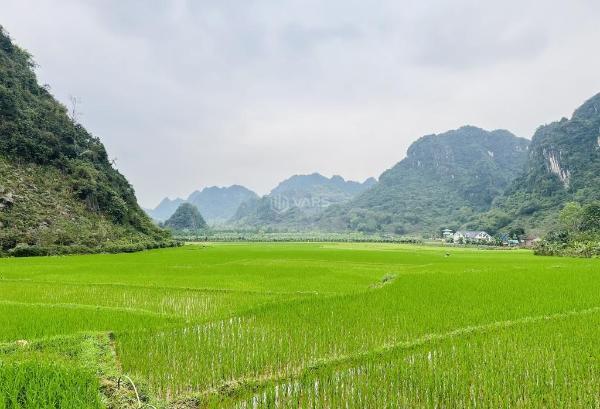 Siêu phẩm 👍 1000m2 full thổ cư view triệu đô nhìn bao trọn cánh đồng với núi đá