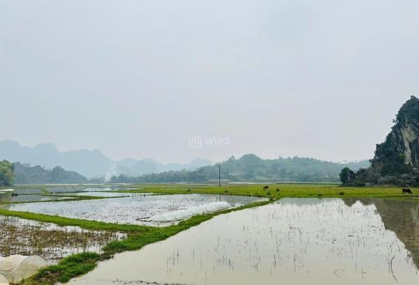 Siêu phẩm view cánh đồng triệu đô có dt 981m2 có 🏠 tận 500m2 thổ cư cách ql 100m