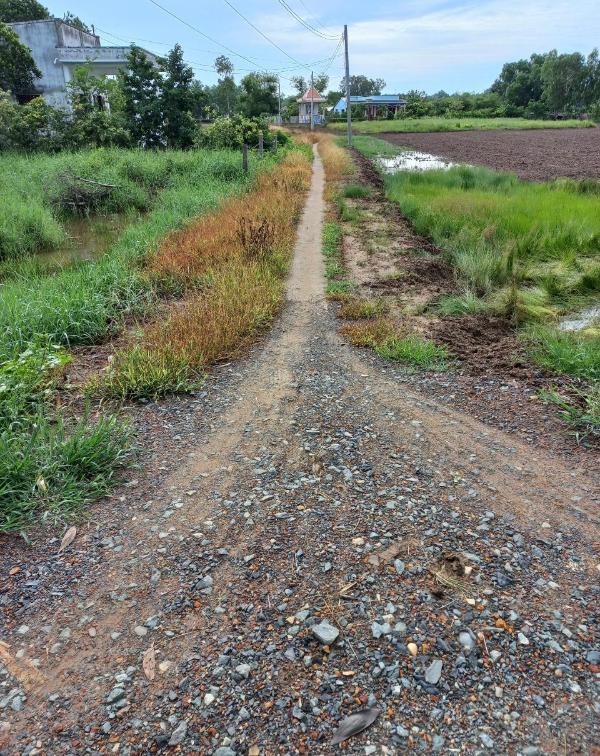 Đất lúa đảo long hựu 1000m2 cần 🏤 bán gấp giá rẻ 1 tỏi 2