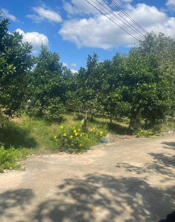 <mark style="background-color: transparent; font-weight: 400; ">Chính chủ gửi bán 1500m² mặt tiền đường nhựa liên huyện 🏚️ 32m gần chợ, trường,</mark>