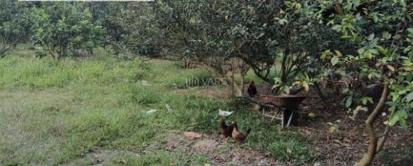 Bán Đất nền riêng lẻ 3000m²