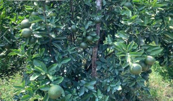 Bán gấp đất mẫu trị an vĩnh cửu 🏠 16000m2 giá 300tr/1 sào