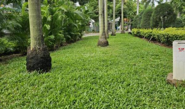 Mặt tiền đường chính ĐH Văn Lang - đối diện công viên 💥 4 tầng - 73m2 ngang 4m*18 vuông nhỉn